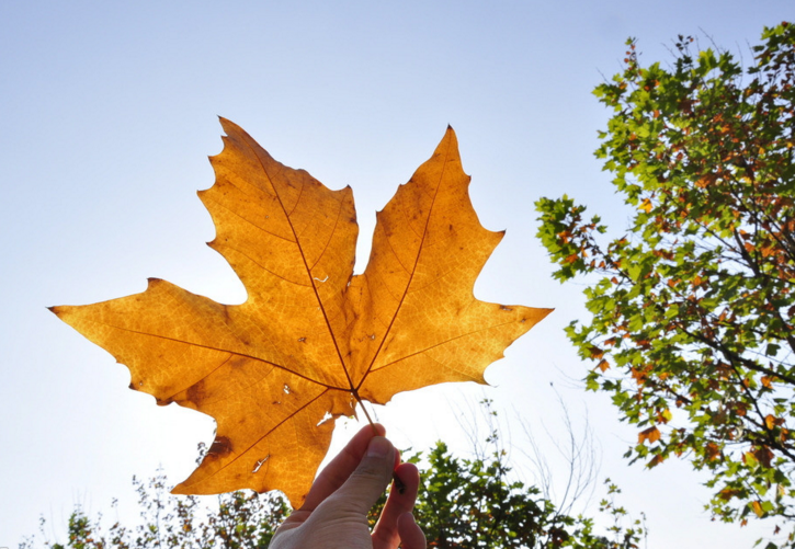 户口在企业集体中买房怎么办理